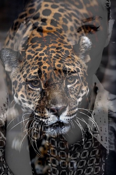 donna e leopardo